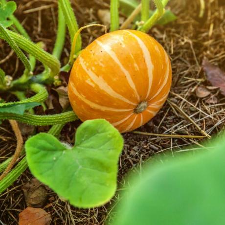 Großer orangefarbener Kürbis wächst auf dem Bett im Garten, erntet Bio-Gemüse, Herbstblick auf den Landhausstil, gesunde Ernährung, veganes, vegetarisches Baby-Diätkonzept, lokaler Garten produziert saubere Lebensmittel