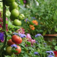 9 umweltfreundliche Gartenpraktiken für 2023