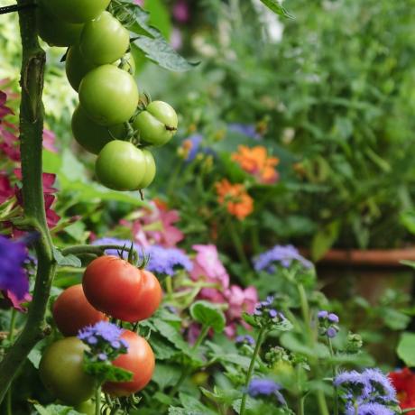 Tomaten wachsen in einem üppig grünen Garten