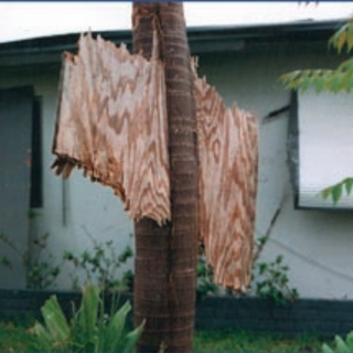 Об'єкти від урагану " Ендрю" вдаряються об пальми та інші поверхні.
