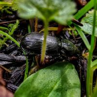 7 insekter som er gunstige for hagen din