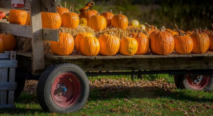 calabazas de halloween cargadas en un vagón de granjeros en la zona rural de vermont