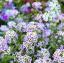 Letní záhonové rostliny – Nejlepší záhonová rostlina: léto, stín, zima