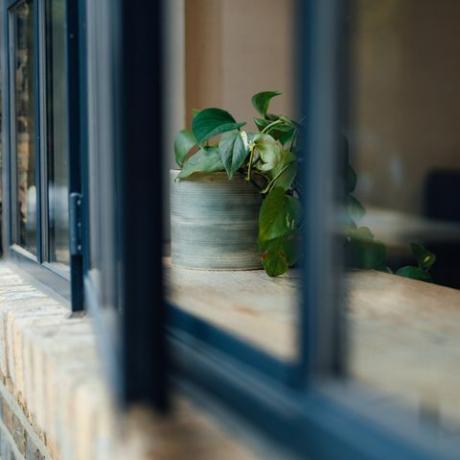 een gezonde groene plant in een pod, die bij het raam staat om zonlicht op te vangen en frisse lucht in te ademen groei- en ontwikkelingsconcept