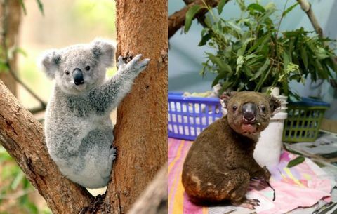Koala, imetaja, selgroogne, maismaaloom, metsloom, marsupial, kohanemine, organism, taim, puu, 