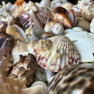 1/2 libra de conchas marinas mixtas