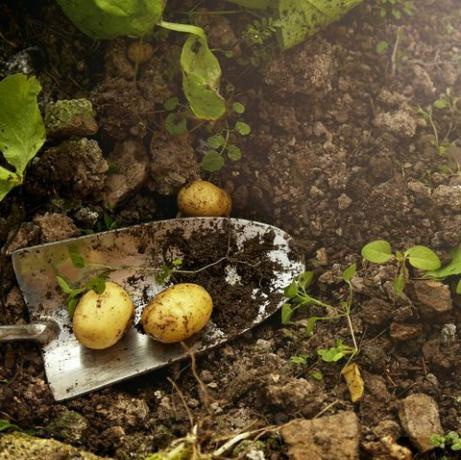 zelfgekweekte aardappelen uit een kas