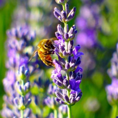 Der Lavendel und die Biene