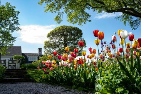 Upperville, Virginia, Stany Zjednoczone 29 kwietnia tulipany i tr