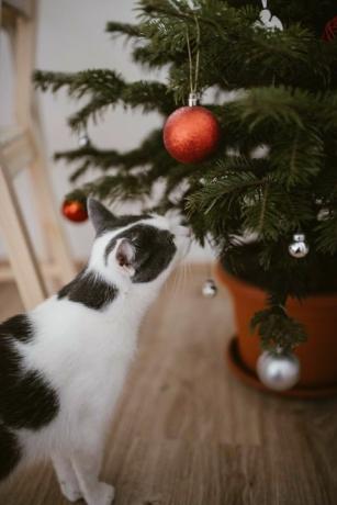 pisică lângă bradul de Crăciun acasă