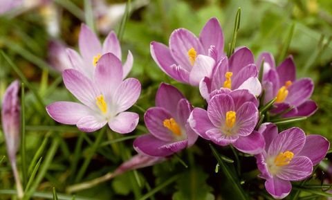 Blume, Blütenblatt, Tommie Crocus, Frühling, blühende Pflanze, Lavendel, Violett, Krokus, kretische Krokusse, Nahaufnahme, 