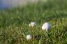 Miksi sienet ovat vallanneet nurmikoni?