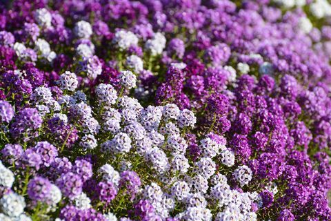 Flori alyssum albe, liliac și violet pe patul de flori din grădina de vară.
