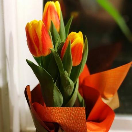Close up de tulipes dans un conteneur sur table à la maison