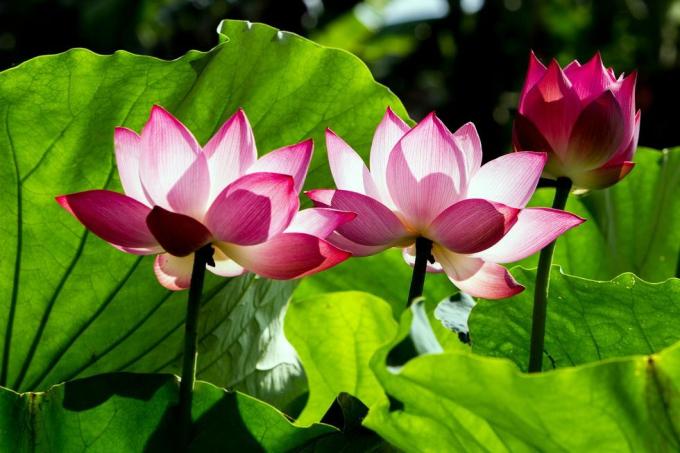 lotusbloem en lotusbloemplanten