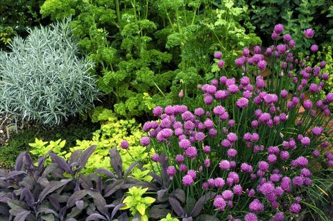 Farebná bylinková záhrada