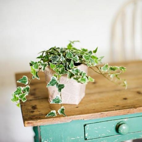 klimop groeit uit plantpot op houten tafel