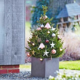 Taze Noel Ağacı - 60-80cm Saksı Norveç Ladin - Wills Dwarf + HEMEN TESLİM İÇİN