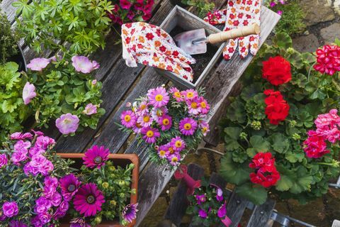 Jardinage, différentes fleurs de printemps et d'été, outils de jardinage sur table de jardin