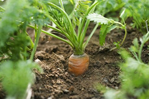 Zanahoria que crece en el huerto