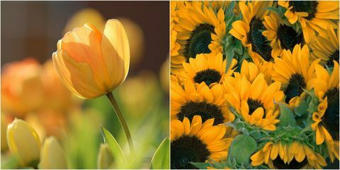 Žluté květy: žlutá slunečnice a žlutý tulipán