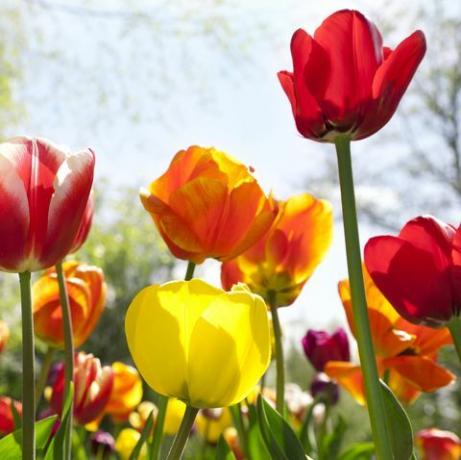 Zahrada tulipánů (Tulipa gesneriana)