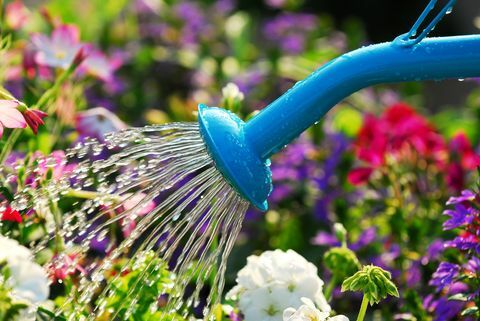 Wasser strömt aus blauer Gießkanne auf blühendes Blumenbeet