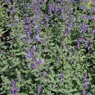 Nepeta'Walkers low 'from£9、Wyevale Garden Centers