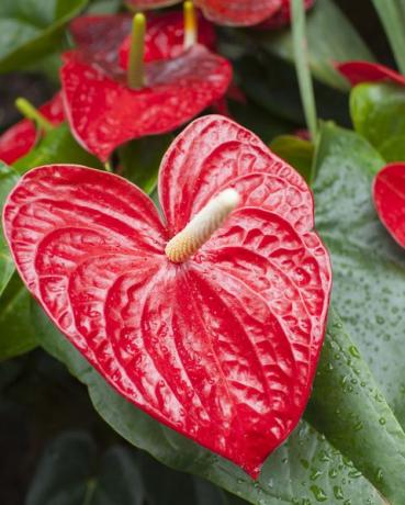plantă tropicală anthurium roșie