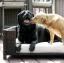 11 Sofa Anjing Terbaik Tahun 2023: Belanja Pilihan Kami