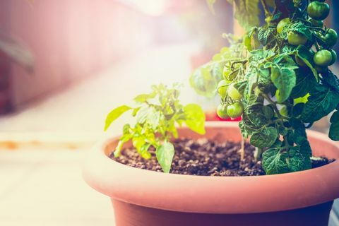 बालकनी पर जैविक सब्जियां उगाना