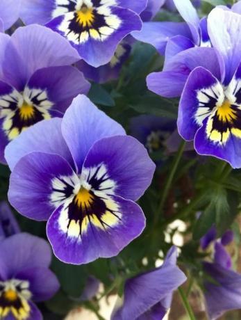 Hoge hoekmening van viooltjesbloemen die buiten bloeien