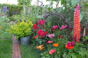 8 geriausi žydintys augalai spalvingam sodo vaizdui