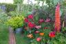 8 bästa blommande växter för en färgglad trädgårdskonst