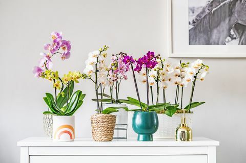 orchidėjų augalai