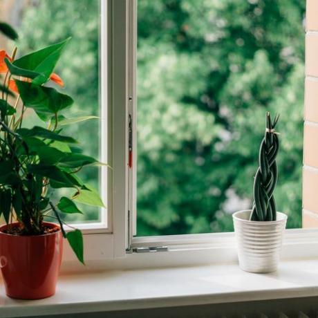 ქოთნის მცენარეები ფანჯრის რაფაზე ღია ფანჯრით