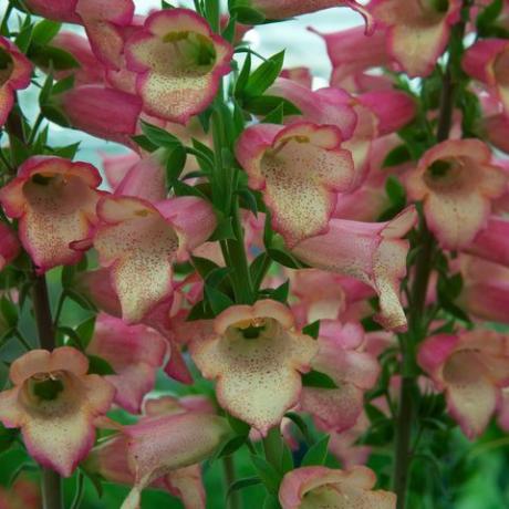chelsea flower show 2020 daftar tanaman dekade ini