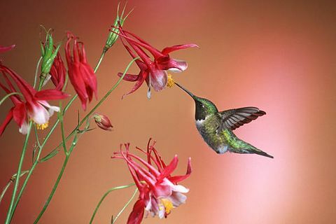 Der Rubinkehlkolibri archilochus colubris ist eine Kolibriart, die im Allgemeinen den Winter in Mittelamerika verbringt und wandert für den Sommer in den Osten Nordamerikas, um zu brüten Amerika