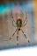 Hva er Joro Edderkopper? Forskere forventer at de vil invadere østkysten i årene som kommer