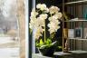 Hoe zorg je voor een orchidee die jarenlang bloeit 2023
