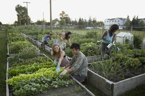 Žmonės linkę į bendruomeninį daržovių sodą
