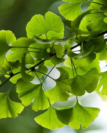 გინკო ბილობას მწვანე ფოთლები ხეზე იონგე ლამასერიაში, პეკინი, ჩინეთი