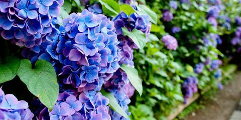 Bleu, violet, fleur, violet, lavande, couvre-sol, bleu Majorelle, plante à fleurs, lilas, printemps, 