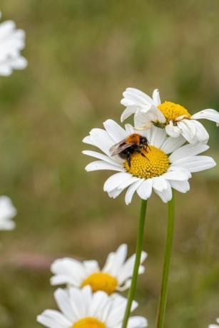 una abeja poliniza una margarita inglesa blanca entre los prados de southlands, stockton on tees, yorkshire, reino unido