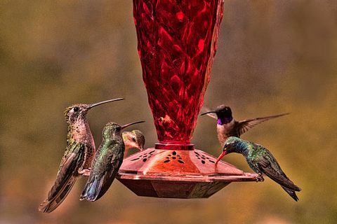 kolibříci u krmítka