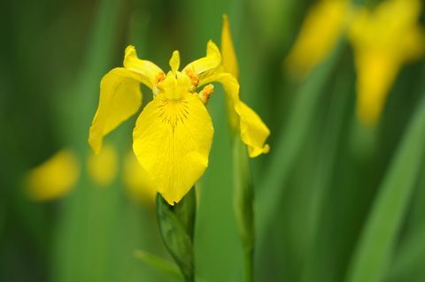 Dzeltenā varavīksnene (Iris pseudacorus)
