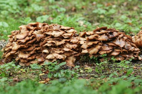 Medová houba, rostoucí z rozpadajícího se pařezu v poli ve Velké Británii.