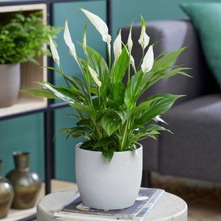 50cm Barış Zambağı | Spathiphyllum | 13cm Tencere | Bitki Teorisine Göre