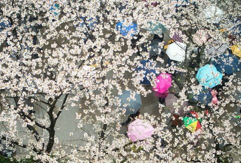 Черешови цветове в университета Ухан в централната китайска провинция Хубей.