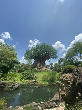 strom života v Disneyho kráľovstve zvierat